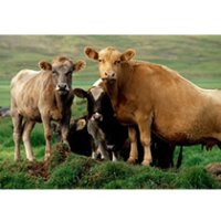 (image for) Cows and Calves