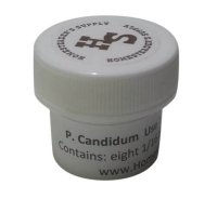 (image for) Penicililum Candidum