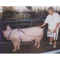 (image for) Pig Supplies